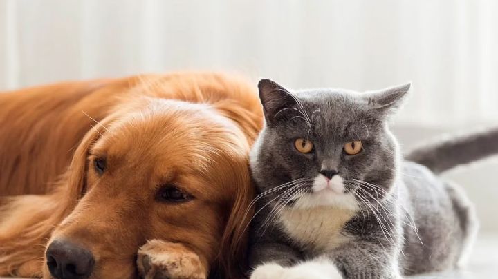Perros y gatos: cómo controlar la obesidad en los animales