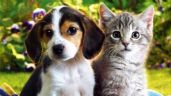 Perros y gatos: cómo aumentar sus defensas contra las enfermedades