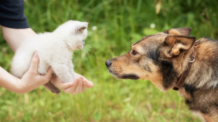 Perros y gatos: adaptación de mascota adulta a un nuevo amigo