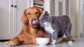 Perros y gatos: cuidados en la alimentación mixta