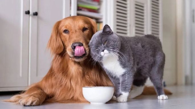 Perros y gatos: cuidados en la alimentación mixta