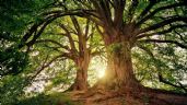 Horóscopo celta: qué árbol te corresponde según tu nacimiento