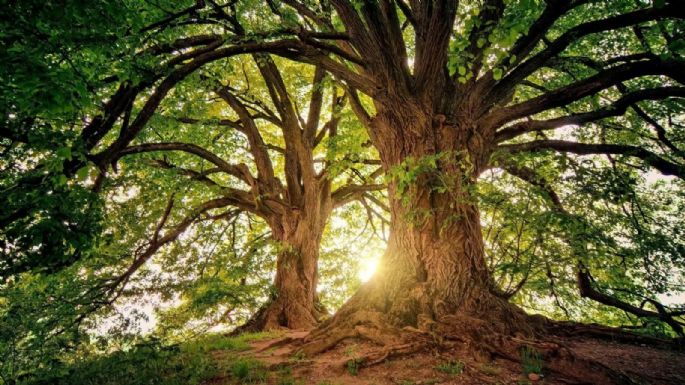 Horóscopo celta: qué árbol te corresponde según tu nacimiento