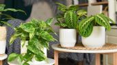 8 plantas exóticas para decorar tu hogar con originalidad y estilo