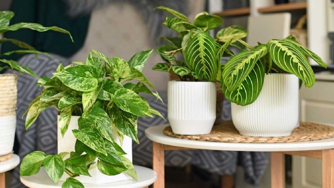 8 plantas exóticas para decorar tu hogar con originalidad y estilo