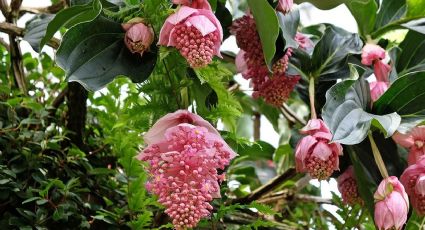 Cómo cultivar la medinilla magnifica: una planta exótica con flores espectaculares