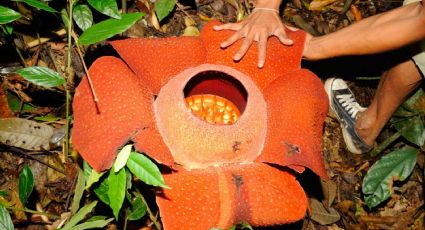 Los secretos de la rafflesia arnoldii, la flor más grande y rara del planeta