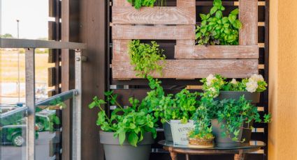 5 ideas para crear un jardín vertical en tu balcón