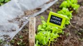 Cómo cultivar tus propias verduras y hierbas en casa: 5 consejos para principiantes