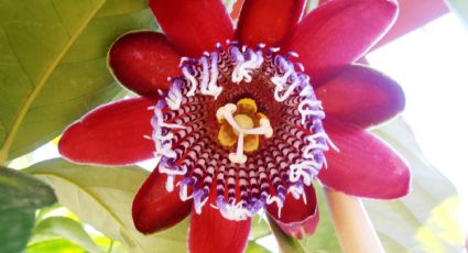 Propiedades y beneficios de la pasionaria: la flor exótica que simboliza la pasión de Cristo