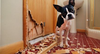 Qué hacer para que los perros no destrocen el hogar cuando están solos