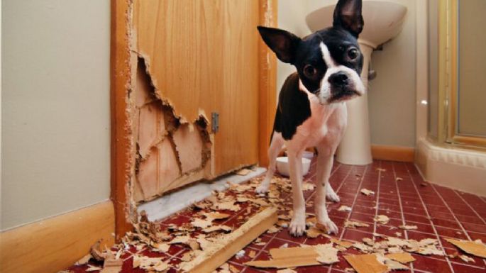 Qué hacer para que los perros no destrocen el hogar cuando están solos