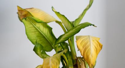 El secreto de la abuela para evitar que las hojas de las plantas se amarilleen: el bicarbonato de sodio