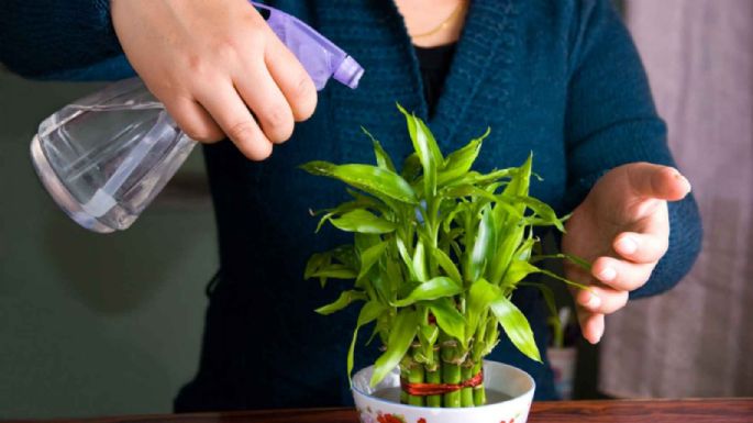 Cómo el vinagre puede evitar que los gatos orinen tus plantas en minutos de manera sencilla