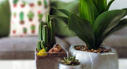 Las 3 plantas más fáciles de cuidar para tener en tu hogar