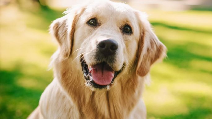 Qué podemos hacer para evitar que los perros sufran de cáncer: consejos imperdibles