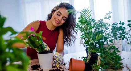 Cómo crear un fertilizante ecológico y barato para tus plantas con ingredientes naturales