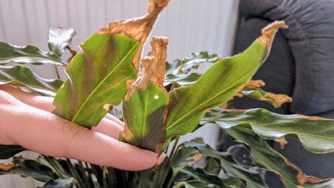 Cómo evitar las hojas amarillas en tus potus: consejos para cuidar de tus plantas
