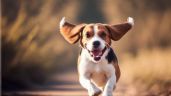 Cómo prevenir las fugas de los perros escapistas: estrategias para evitar las huidas