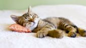 Por qué son tan dormilones los gatos: datos y curiosidades que desconocías