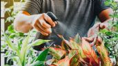 Cómo revivir tus plantas secas con vinagre: el truco que no sabías