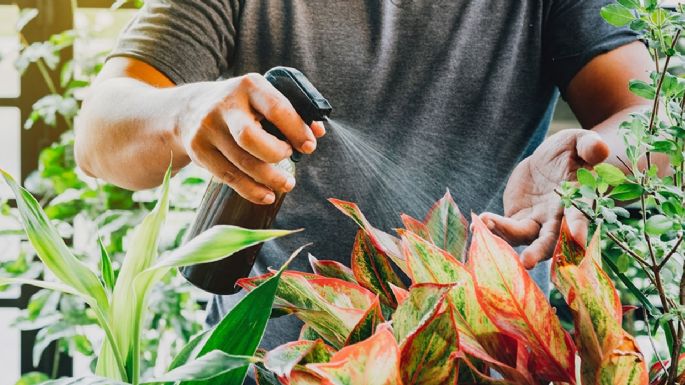 Cómo revivir tus plantas secas con vinagre: el truco que no sabías