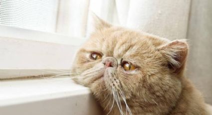 Aunque no lo creas, los gatos pueden sufrir depresión: las señales a tener en cuenta
