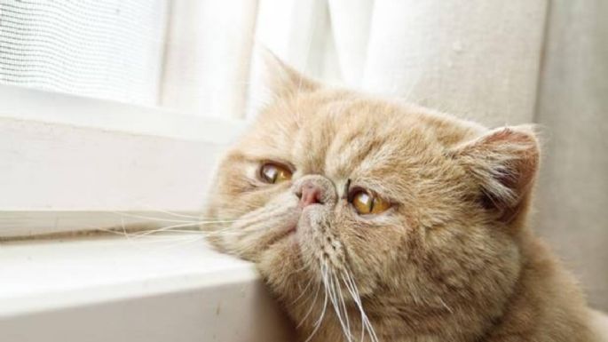 Aunque no lo creas, los gatos pueden sufrir depresión: las señales a tener en cuenta