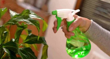 El vinagre como pesticida natural: protege tus plantas de forma ecológica