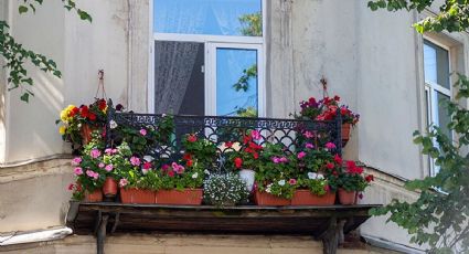 Plantas con flores para balcón: cómo crear un rincón verde y colorido