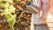 Vinagre para las plantas: cómo hacer un insecticida natural y efectivo