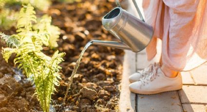 Vinagre: descubre cómo usarlo para mejorar la raíz de tus plantas
