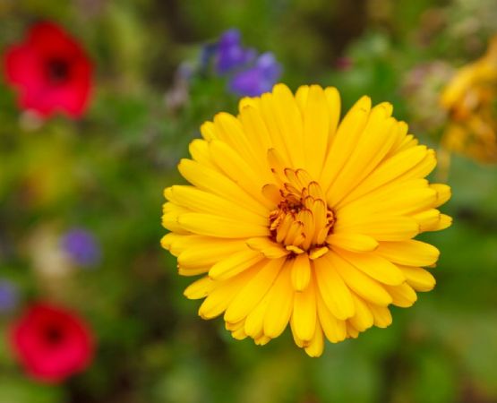 El encanto de las flores amarillas: significado y tipos populares