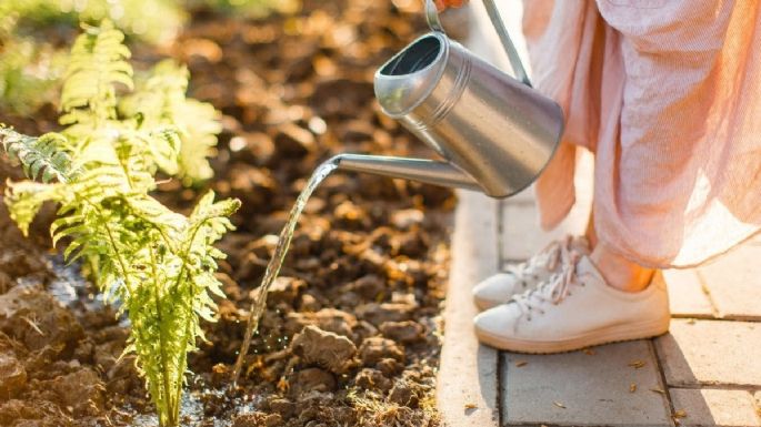 Vinagre: descubre cómo usarlo para mejorar la raíz de tus plantas