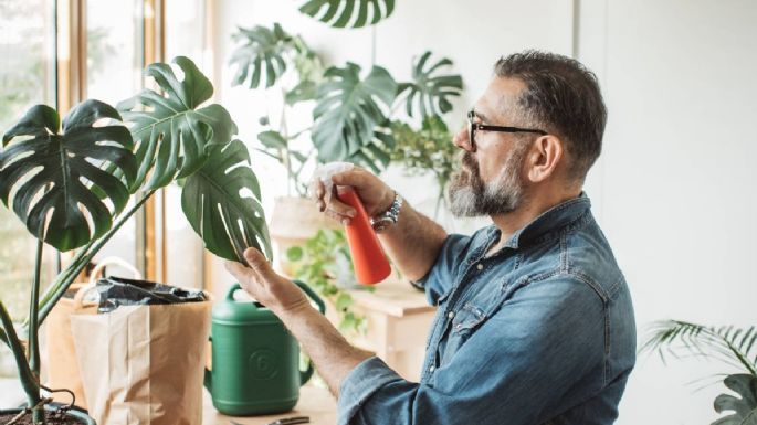5 razones para usar vinagre en tus plantas de interior y cómo hacerlo en menos de 15 minutos