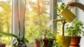 Cómo el vinagre puede salvar tus plantas marchitas en minutos de manera sencilla