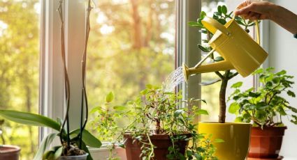 Cómo el vinagre puede salvar tus plantas marchitas en minutos de manera sencilla