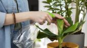 El truco para revivir tus plantas de interior sin gastar de más: el vinagre