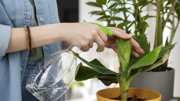 El truco para revivir tus plantas de interior sin gastar de más: el vinagre