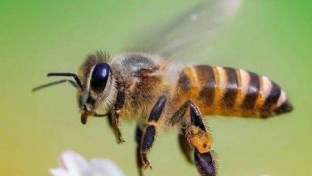 Bailarinas del polen: el lenguaje secreto de las abejas