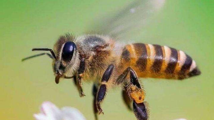Bailarinas del polen: el lenguaje secreto de las abejas