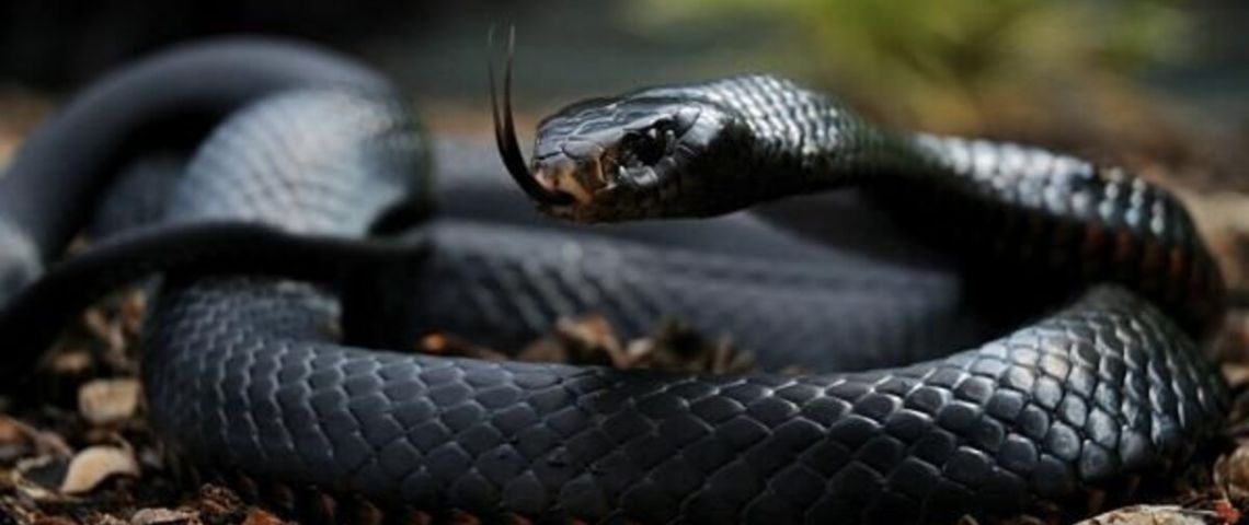 Bailando con la Muerte: El Veneno de la Serpiente Mamba